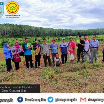 MARI MENANAM JAGUNG MANIS